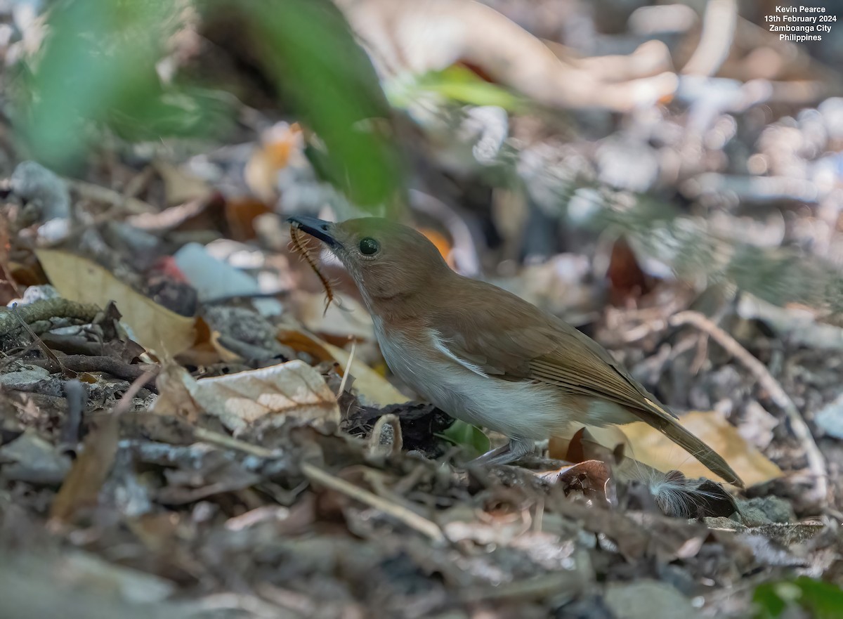 White-vented Whistler - ML614795585