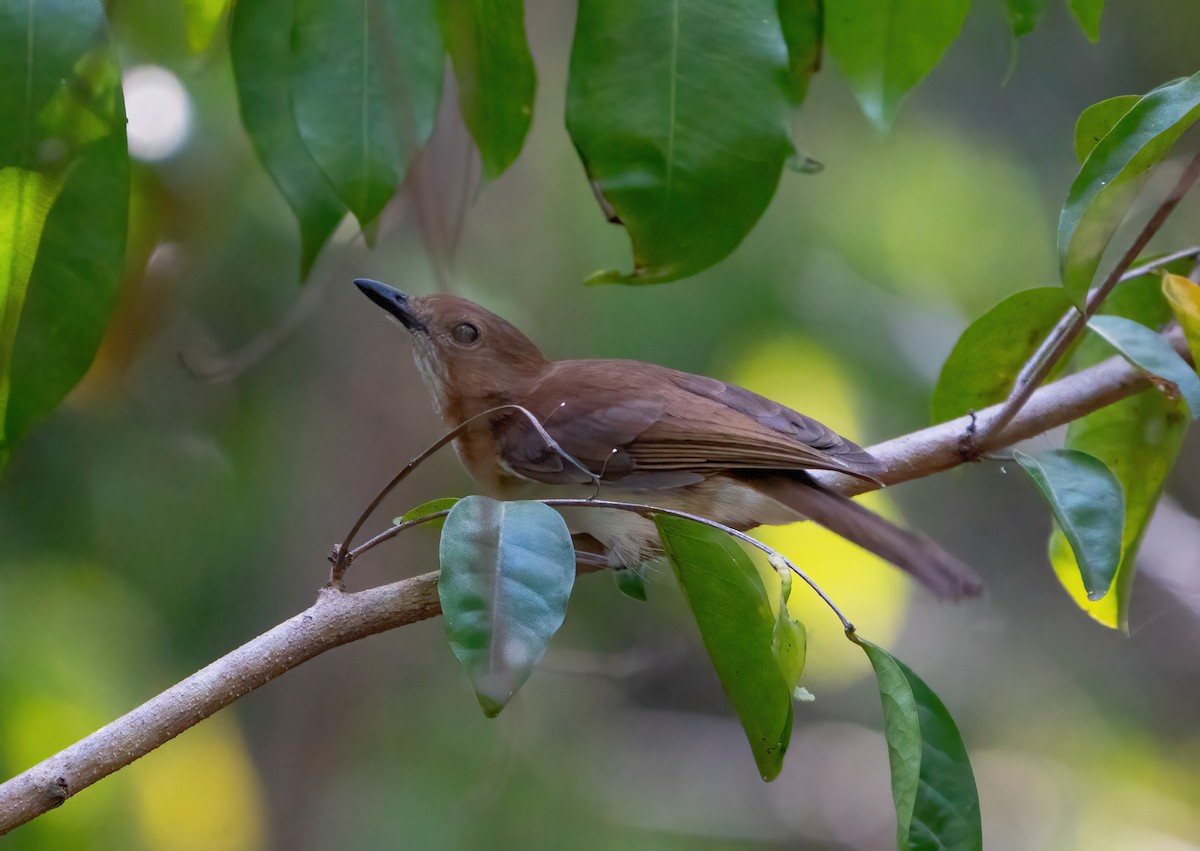 White-vented Whistler - ML614795589