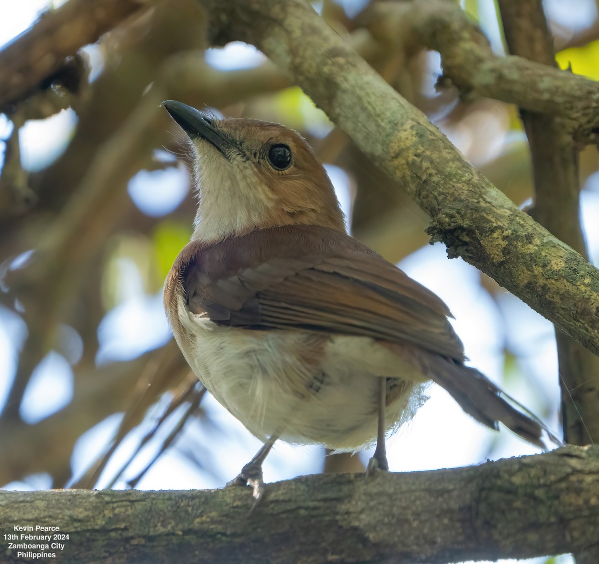 White-vented Whistler - Kevin Pearce