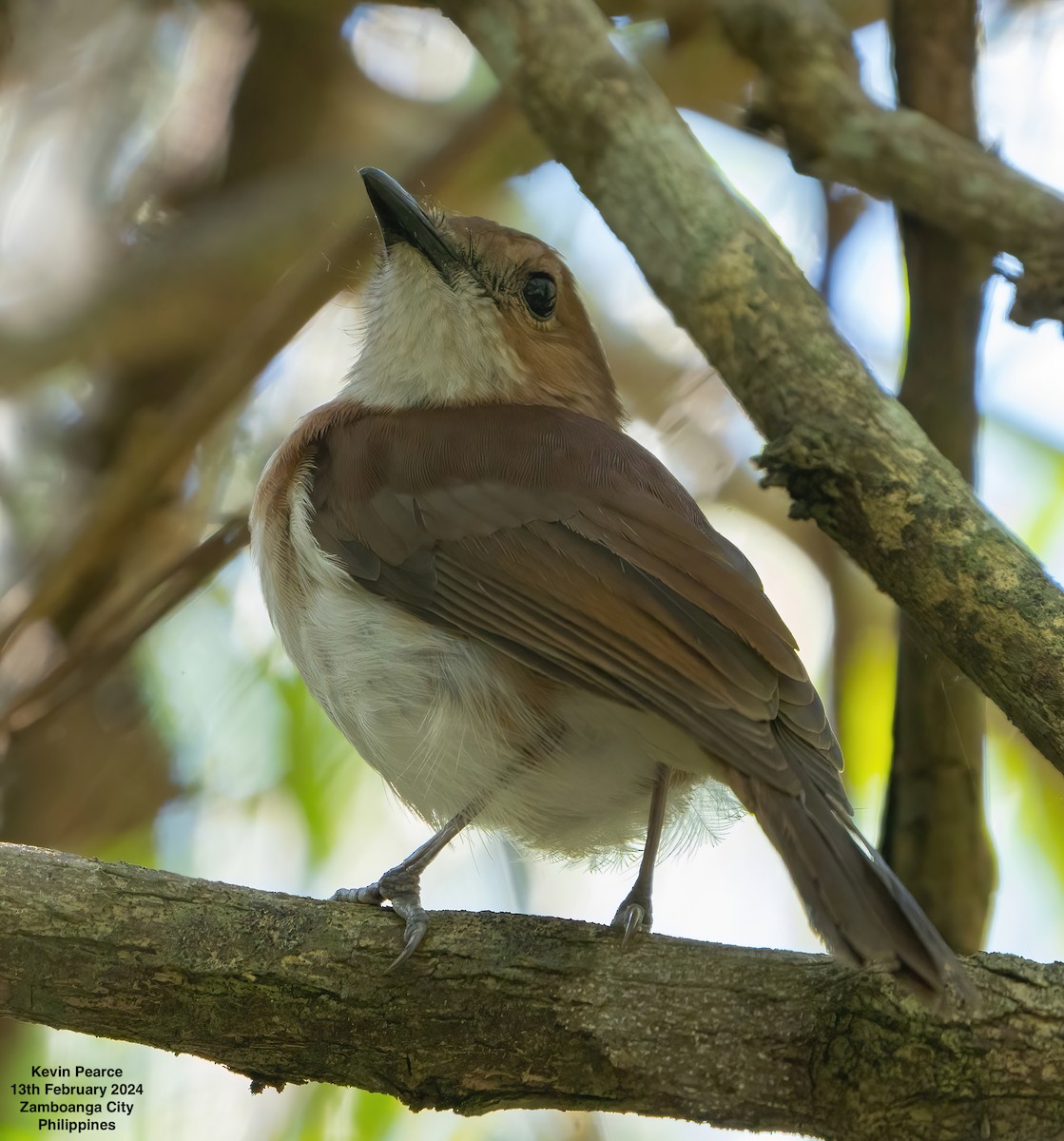 White-vented Whistler - Kevin Pearce