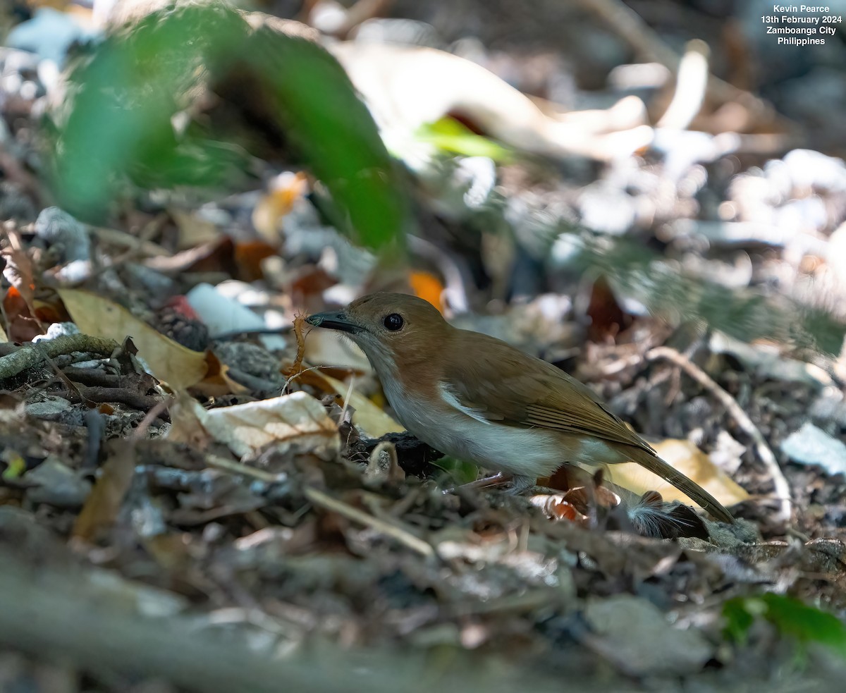 White-vented Whistler - Kevin Pearce