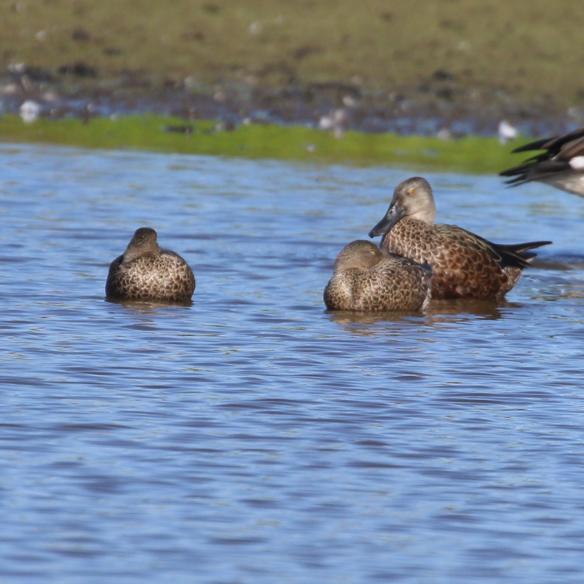 Australasian Shoveler - Hendrik Swanepoel