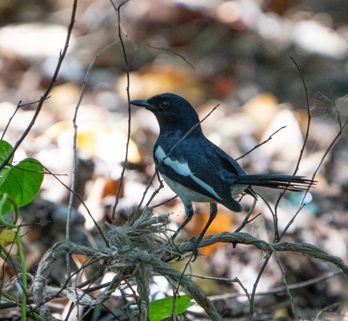 Philippine Magpie-Robin - ML614795667