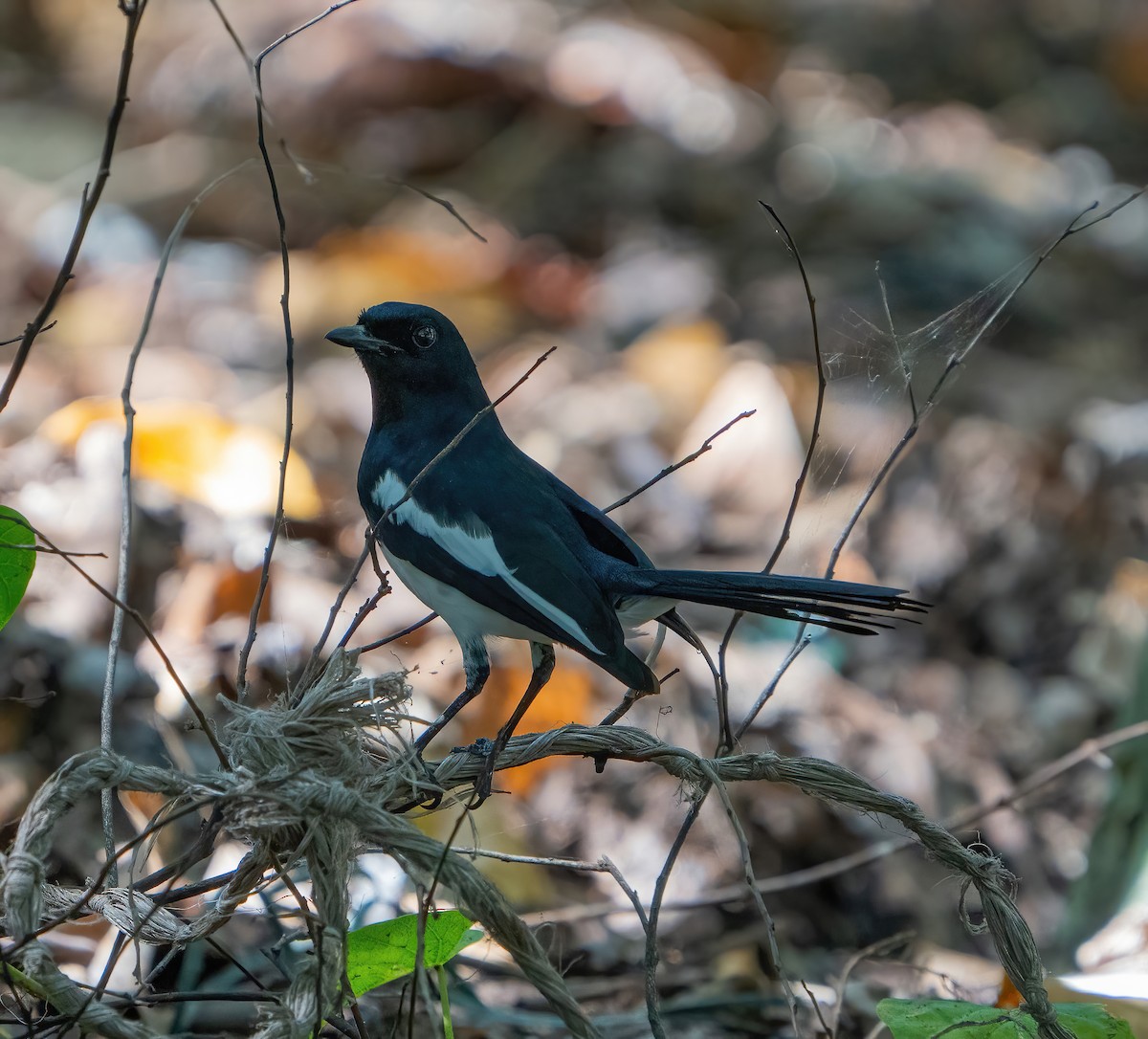 Philippine Magpie-Robin - ML614795668