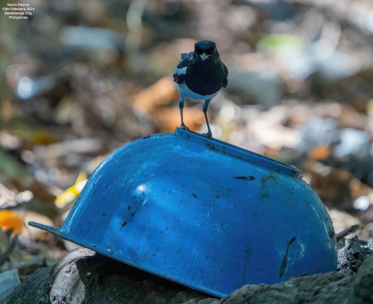 Philippine Magpie-Robin - ML614795673