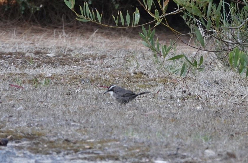 White-browed Babbler - ML614795690