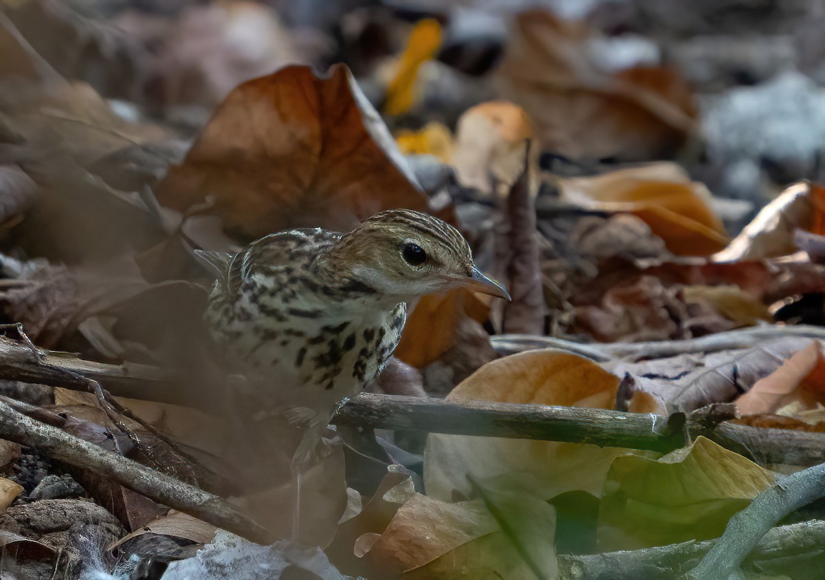 Pipit de la Petchora - ML614795697