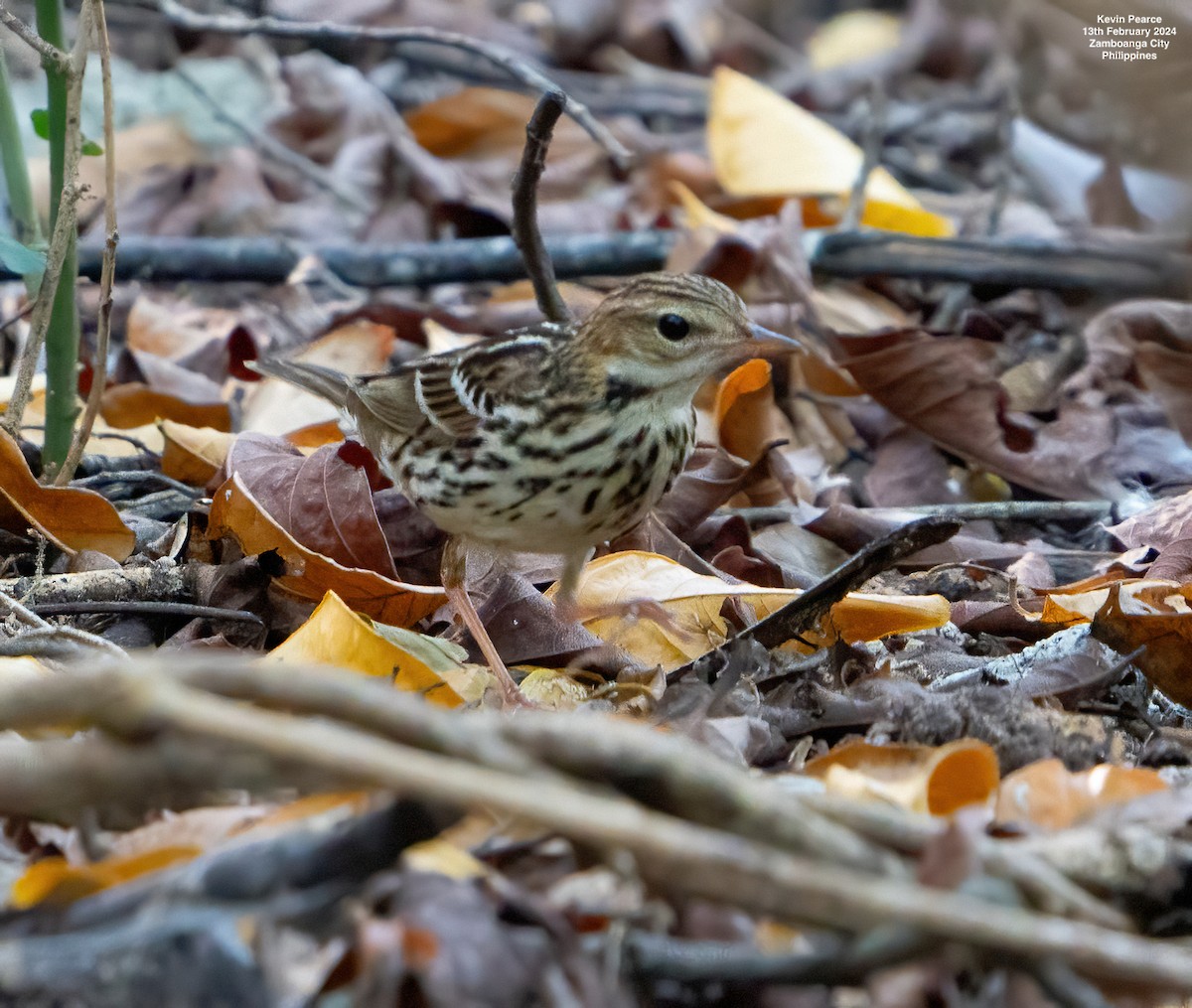 Pechora Pipit - Kevin Pearce