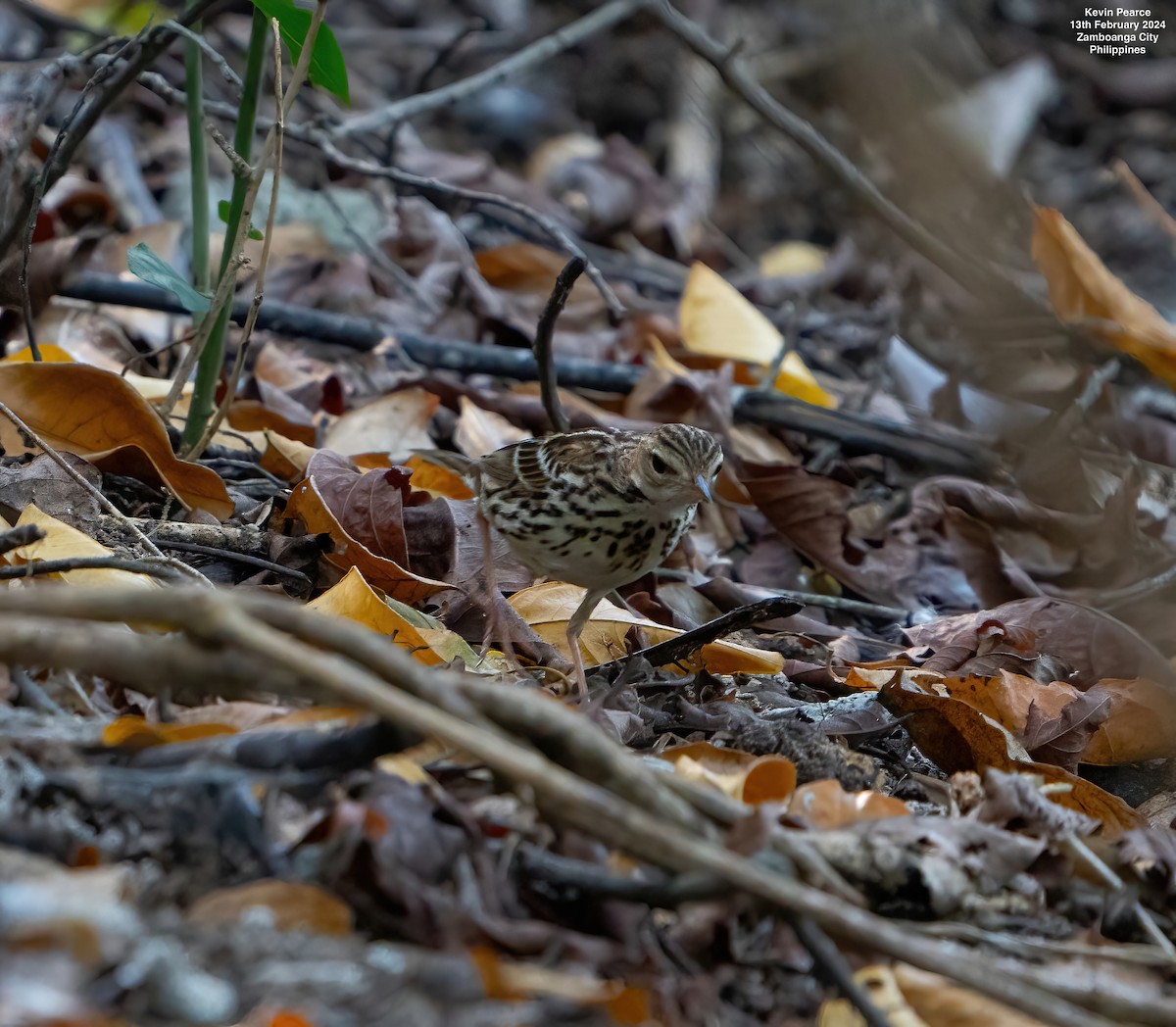 Pipit de la Petchora - ML614795701