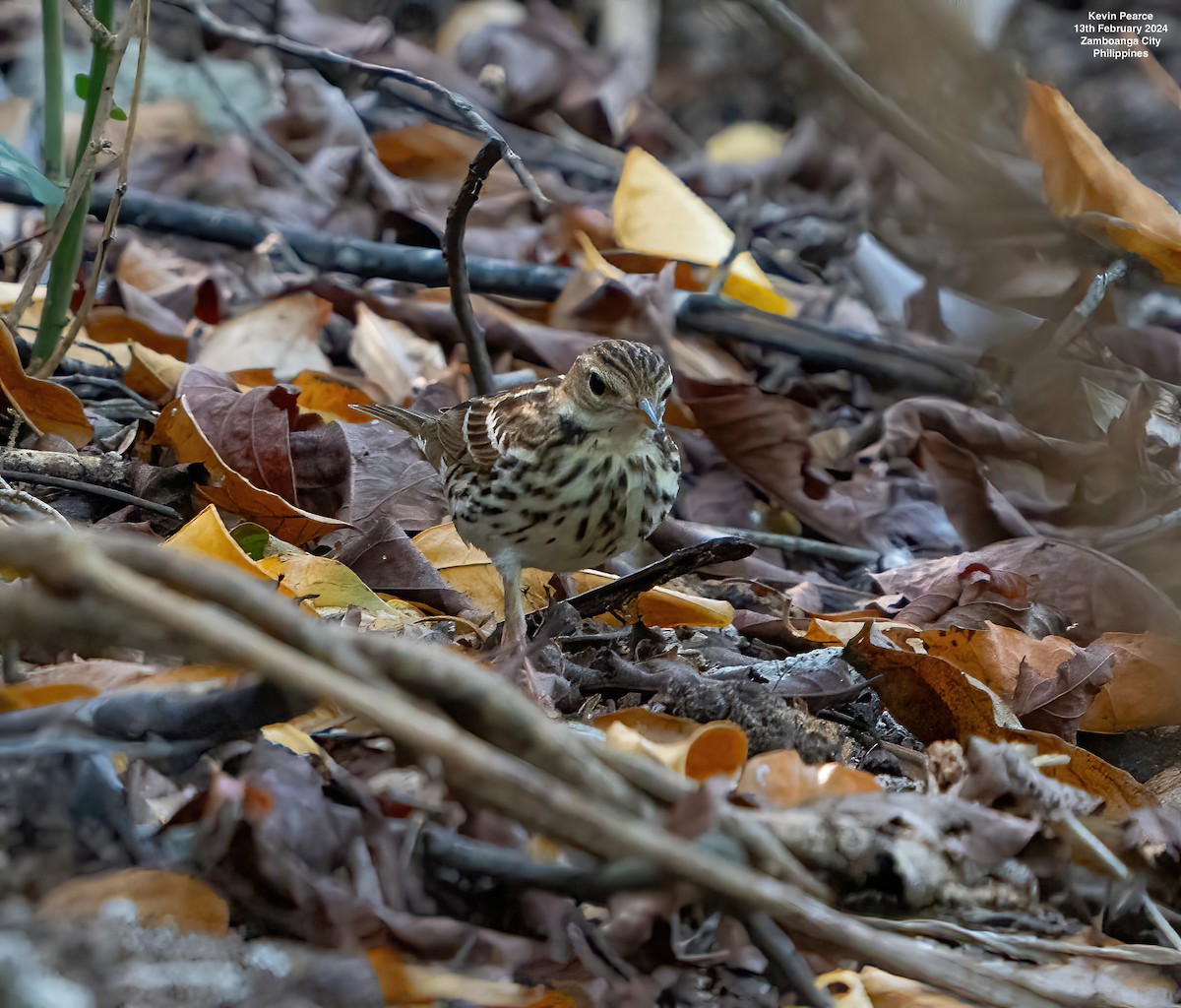 Pechora Pipit - Kevin Pearce