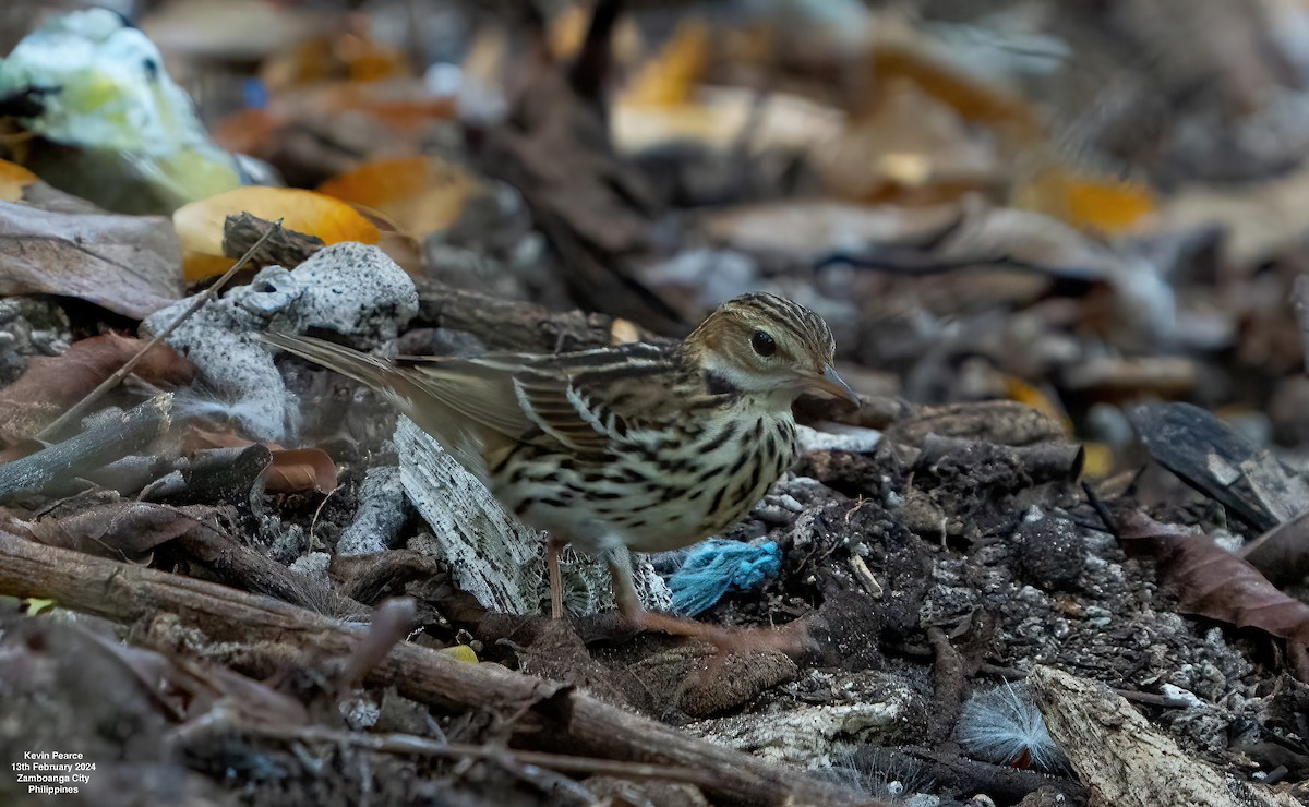 Pechora Pipit - Kevin Pearce