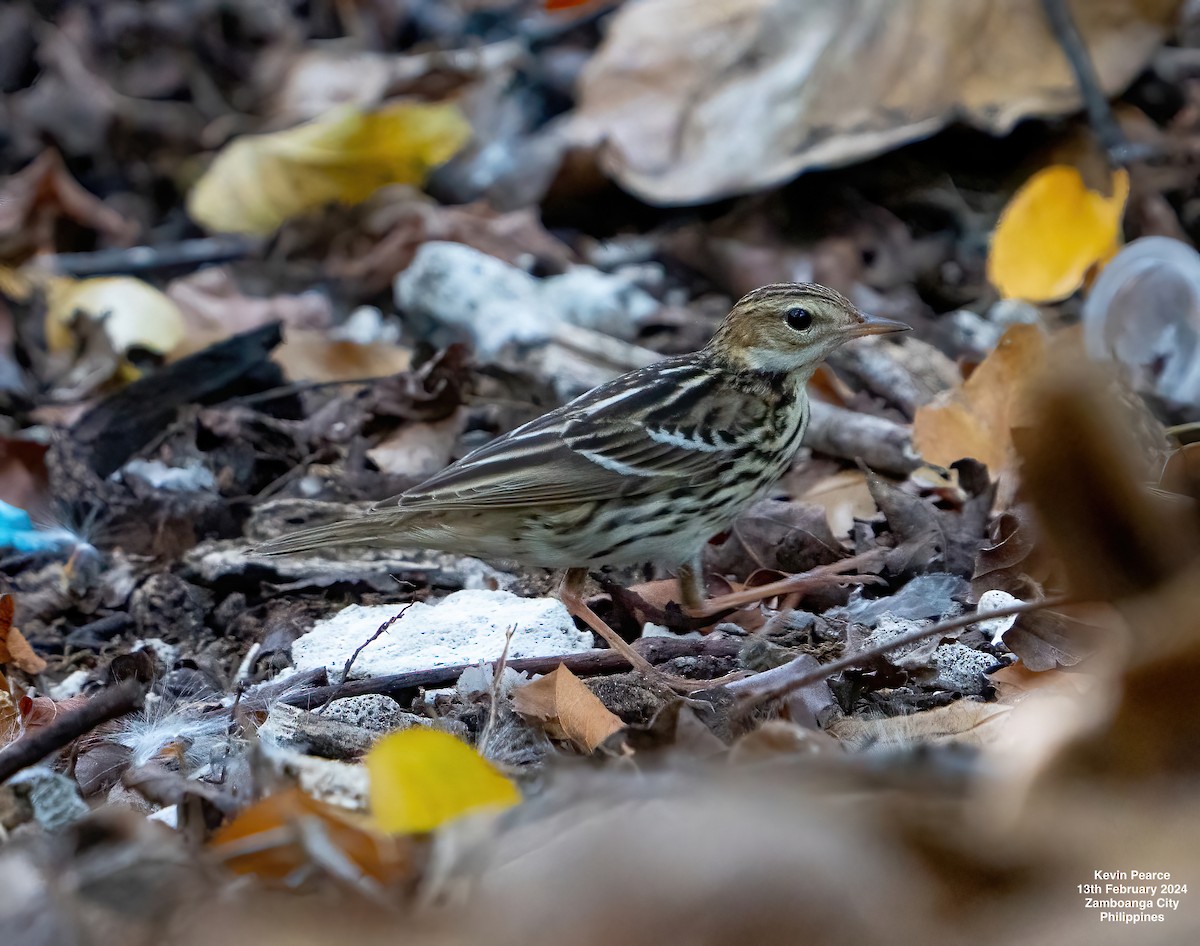 Pechora Pipit - Kevin Pearce