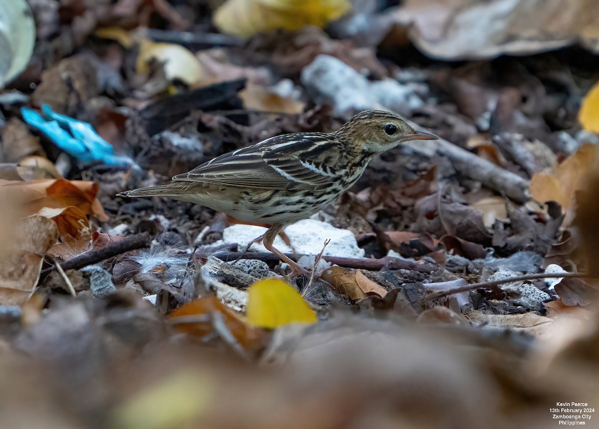 Pipit de la Petchora - ML614795707