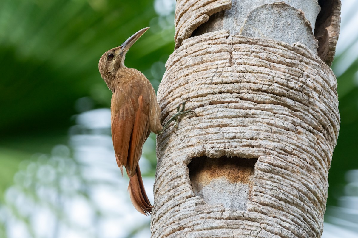 Moustached Woodcreeper - ML614795731