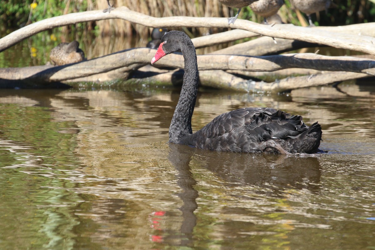 Black Swan - Hendrik Swanepoel