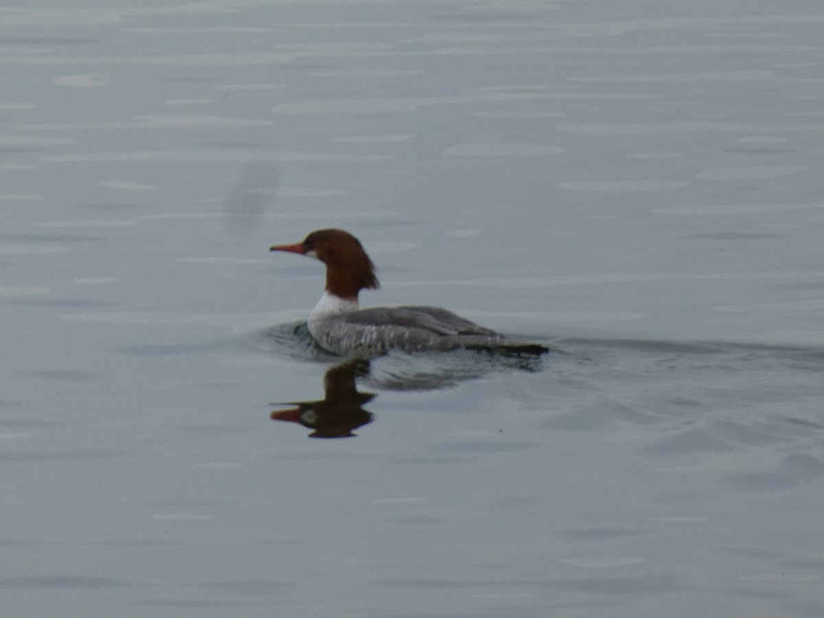 Common Merganser - ML614795799