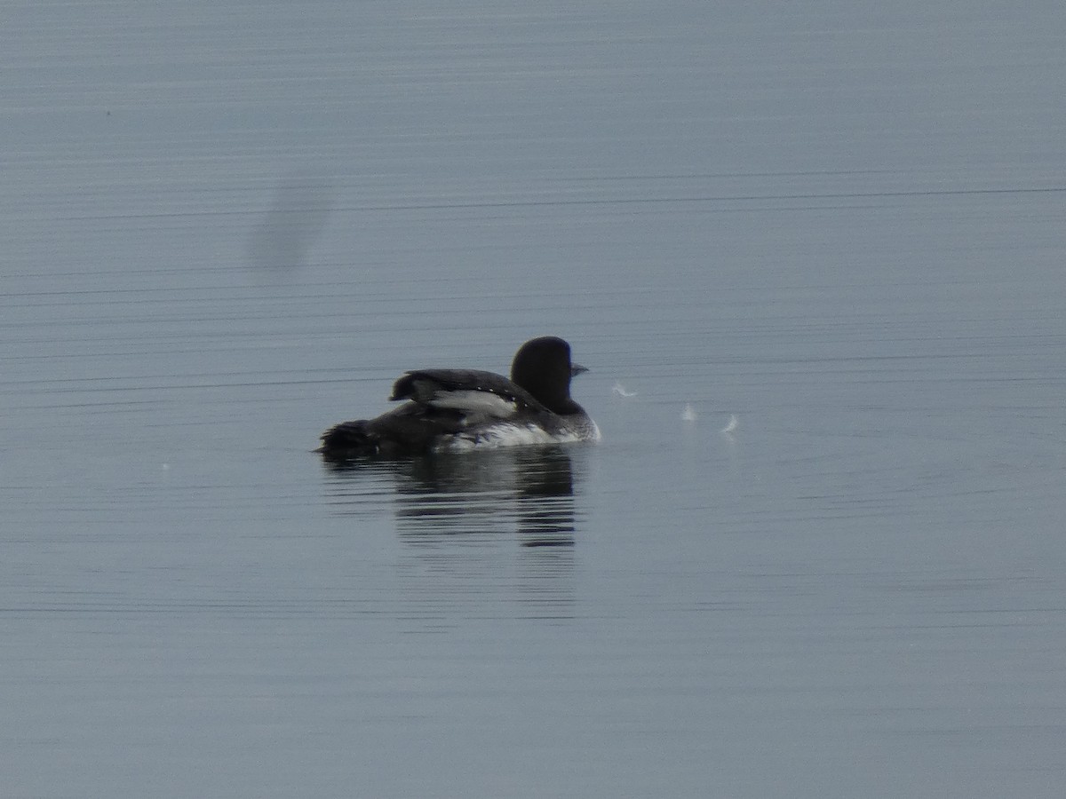 Common Loon - ML614795802