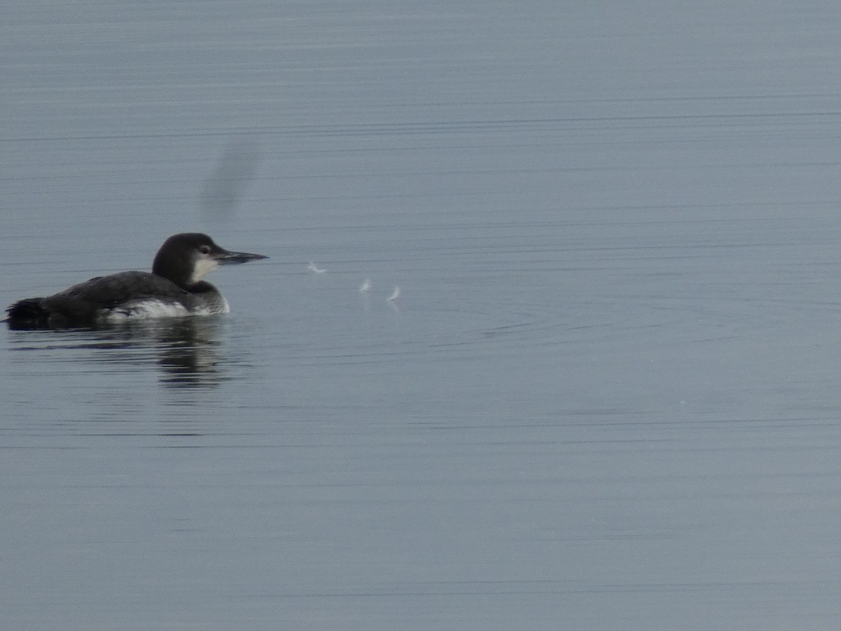 Common Loon - ML614795804