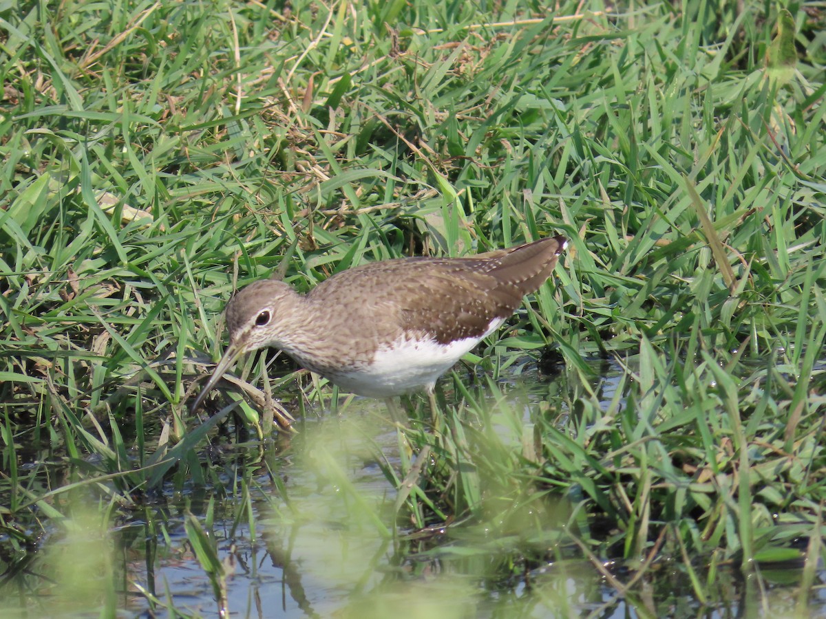 Green Sandpiper - ML614795805