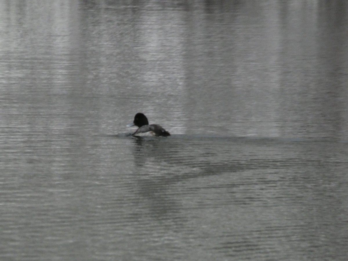 Greater/Lesser Scaup - ML614795820