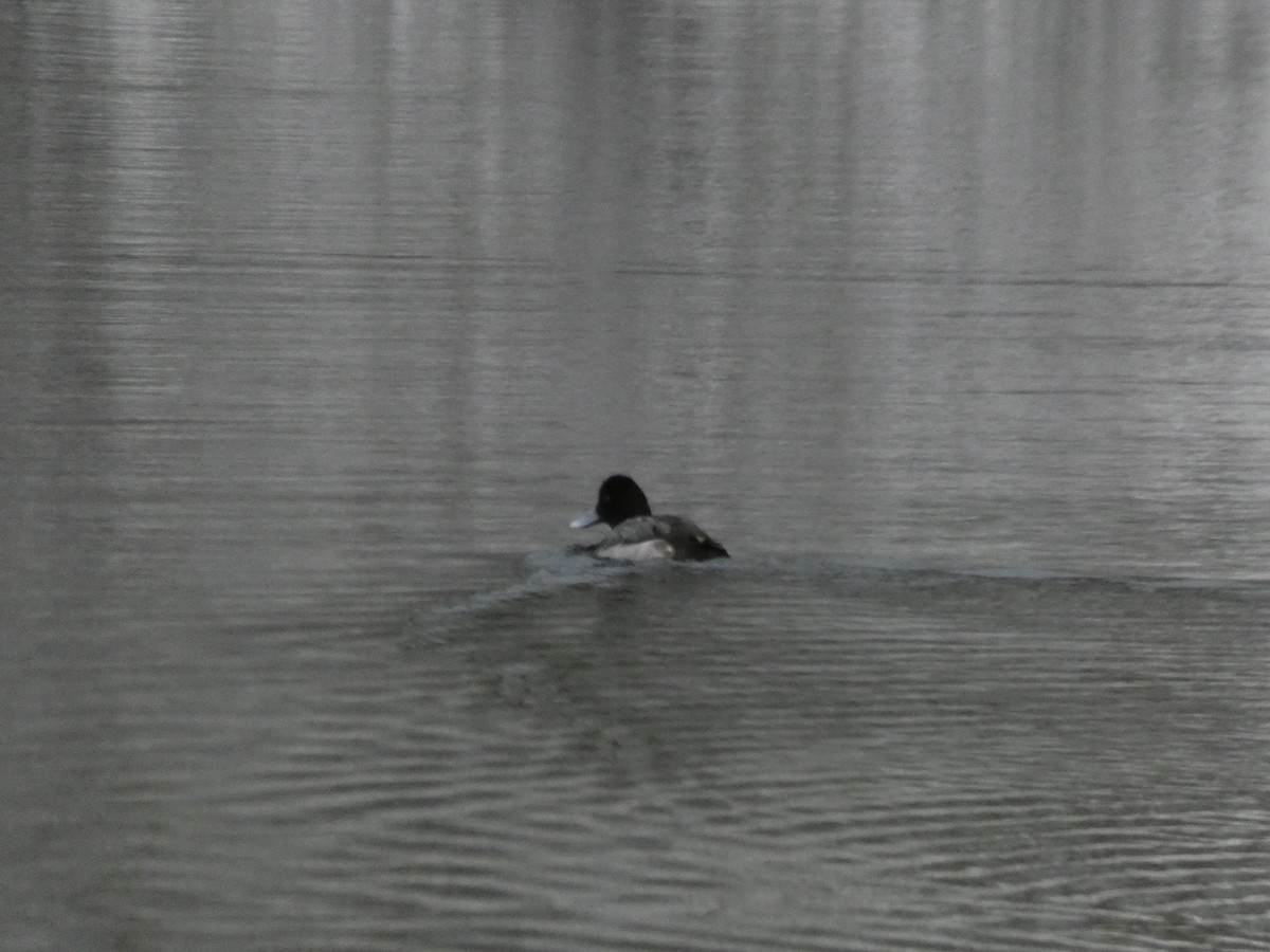 Greater/Lesser Scaup - ML614795821