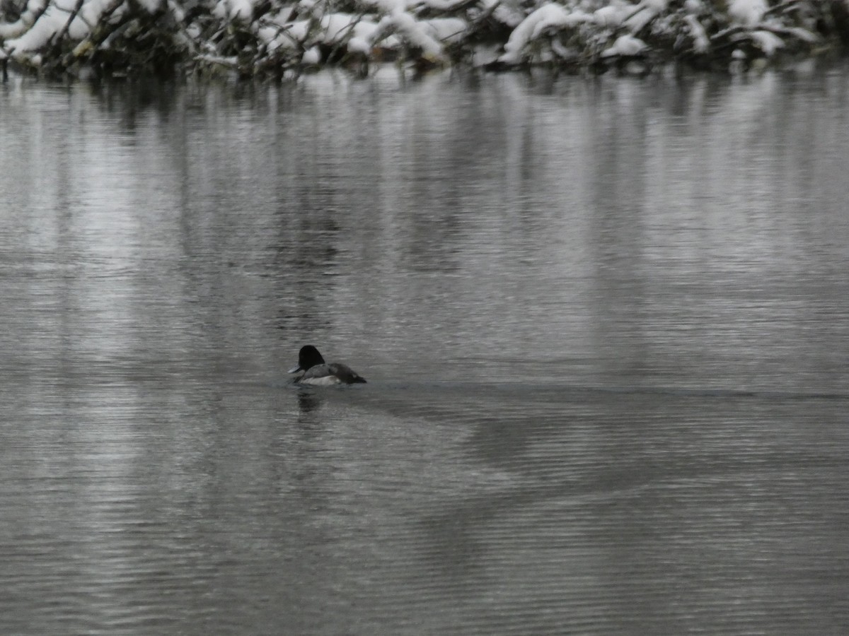 Greater/Lesser Scaup - ML614795822