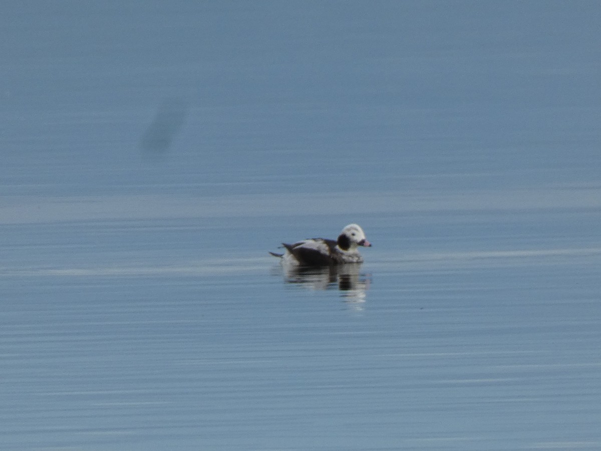 Long-tailed Duck - Grant Heath