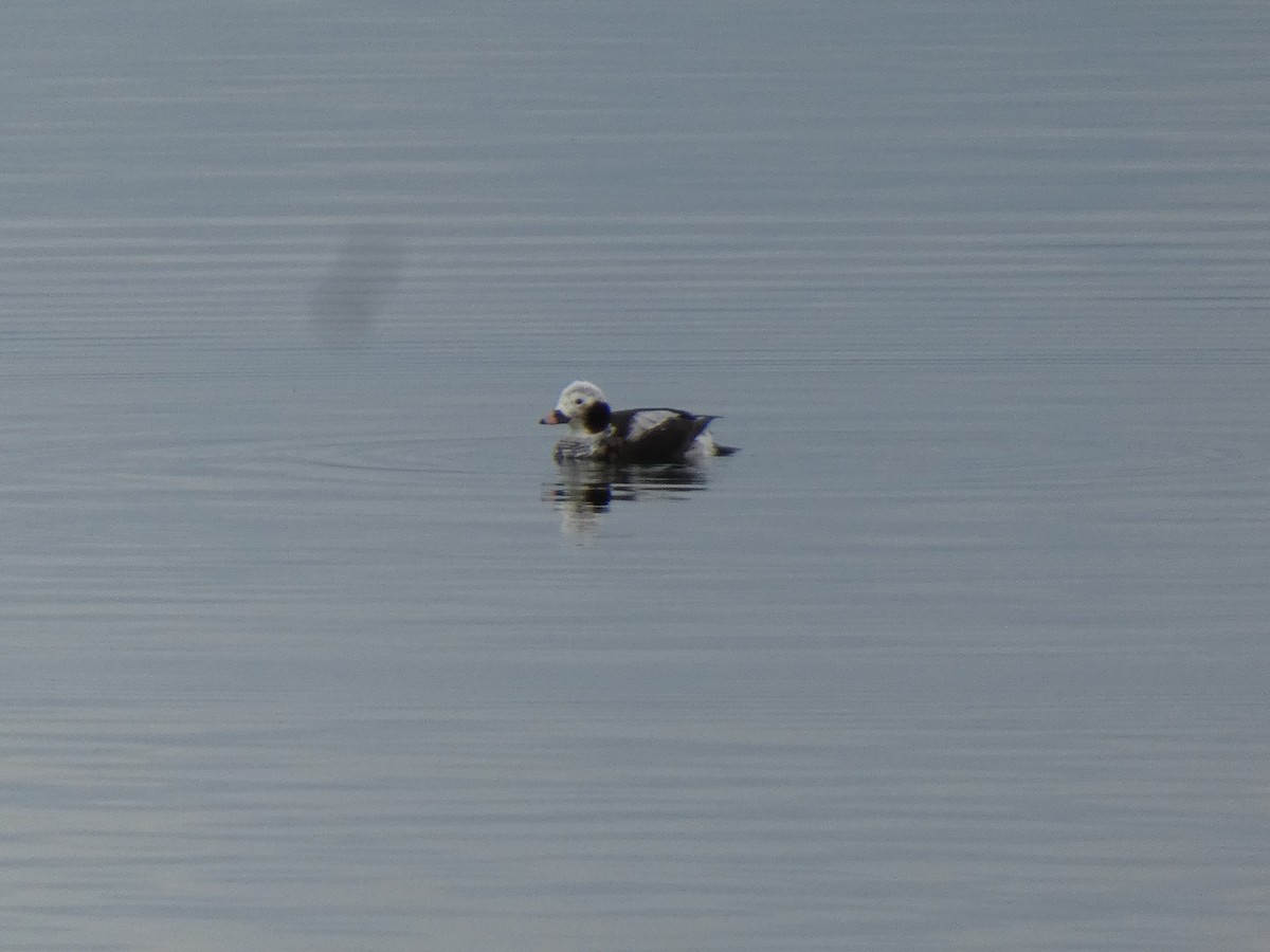 Long-tailed Duck - ML614795831