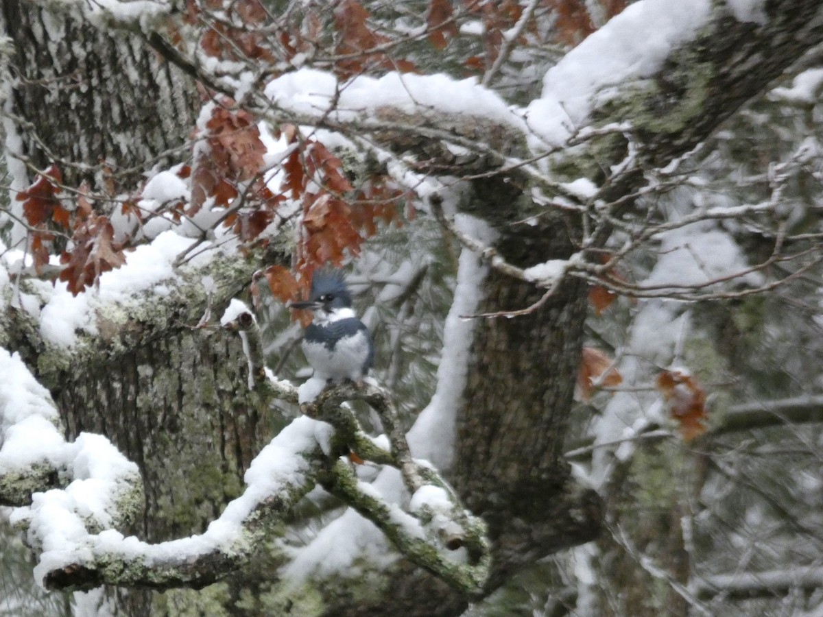 Belted Kingfisher - ML614795833