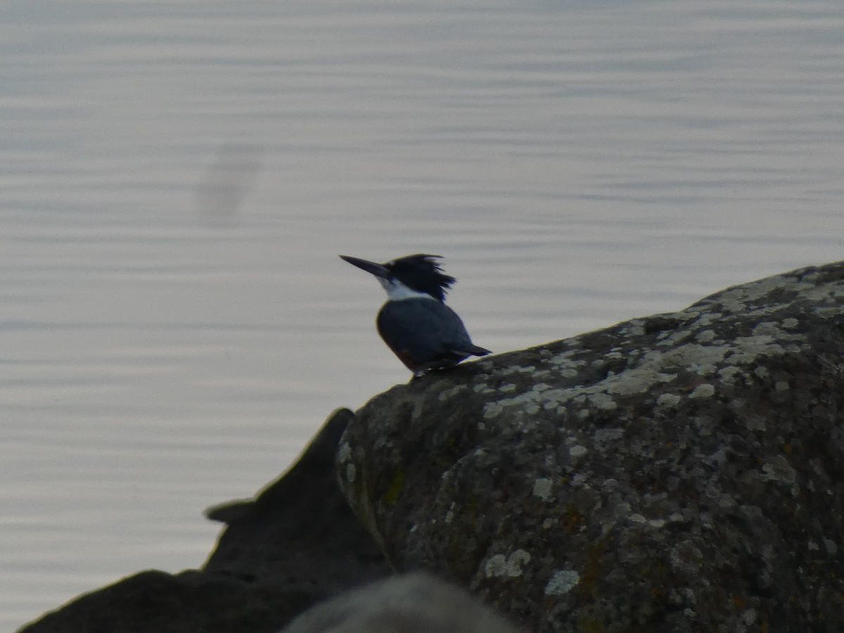 Martin-pêcheur d'Amérique - ML614795843