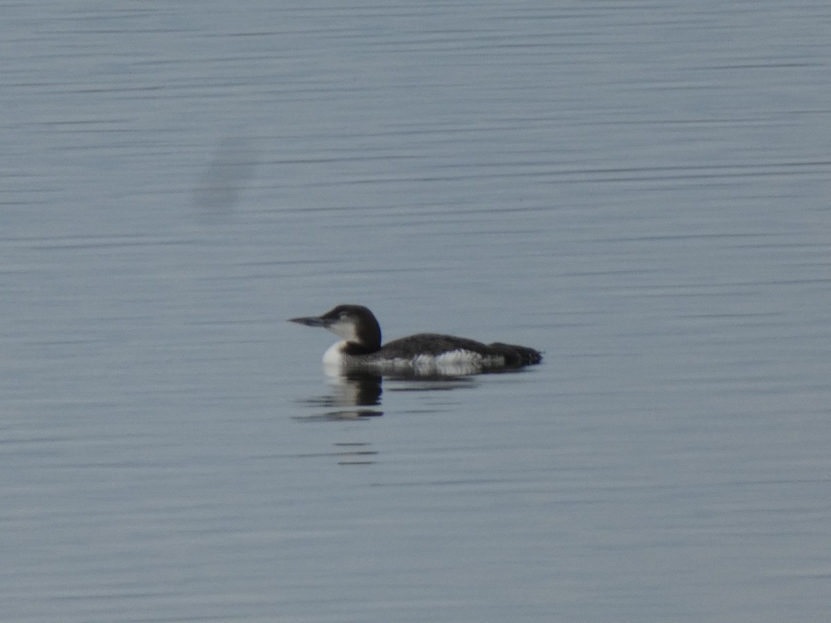 Common Loon - Grant Heath