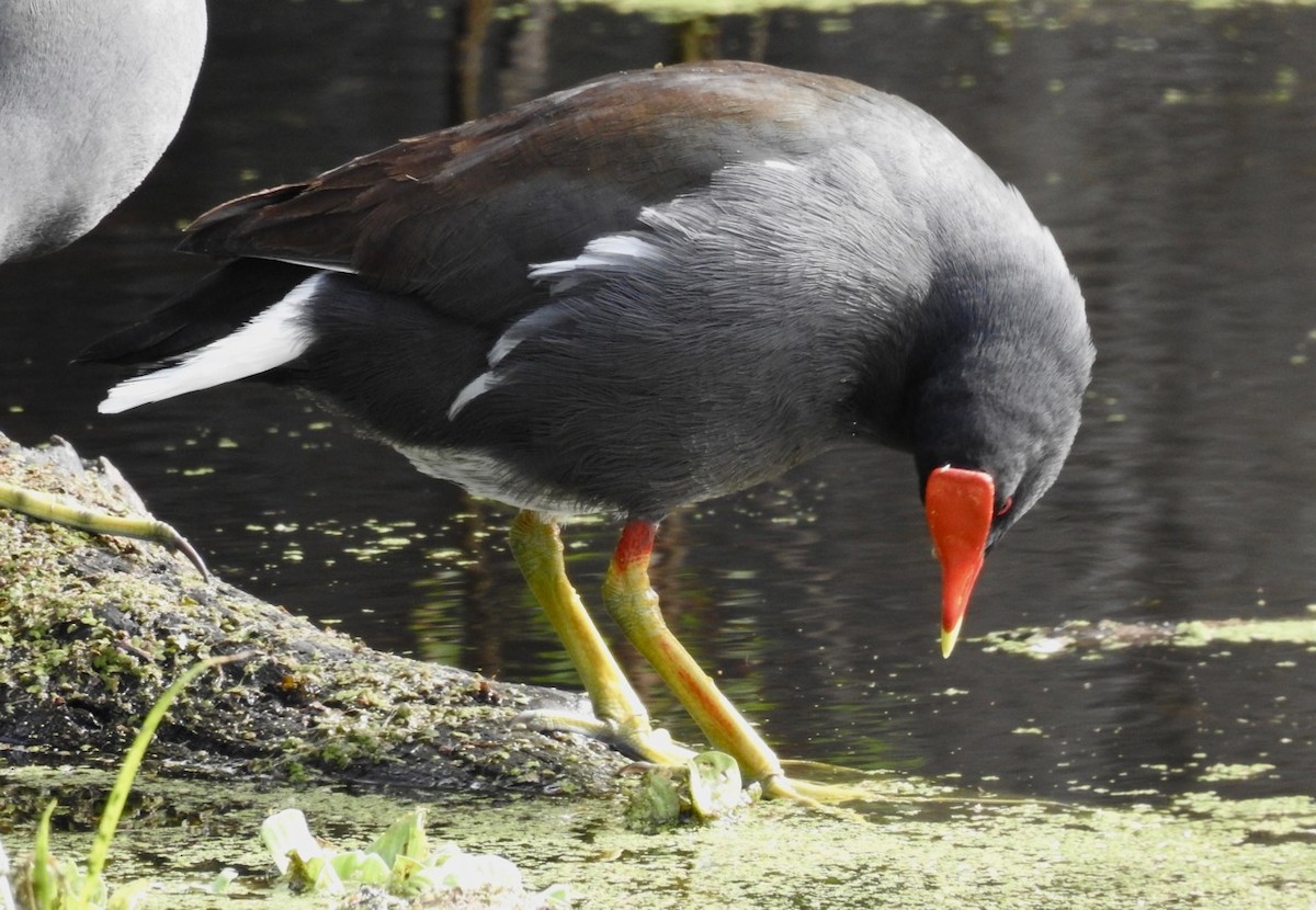 Common Gallinule - ML614795995