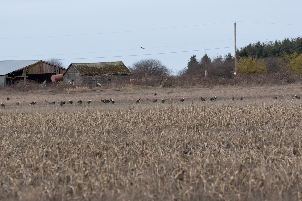 Bald Eagle - ML614796019