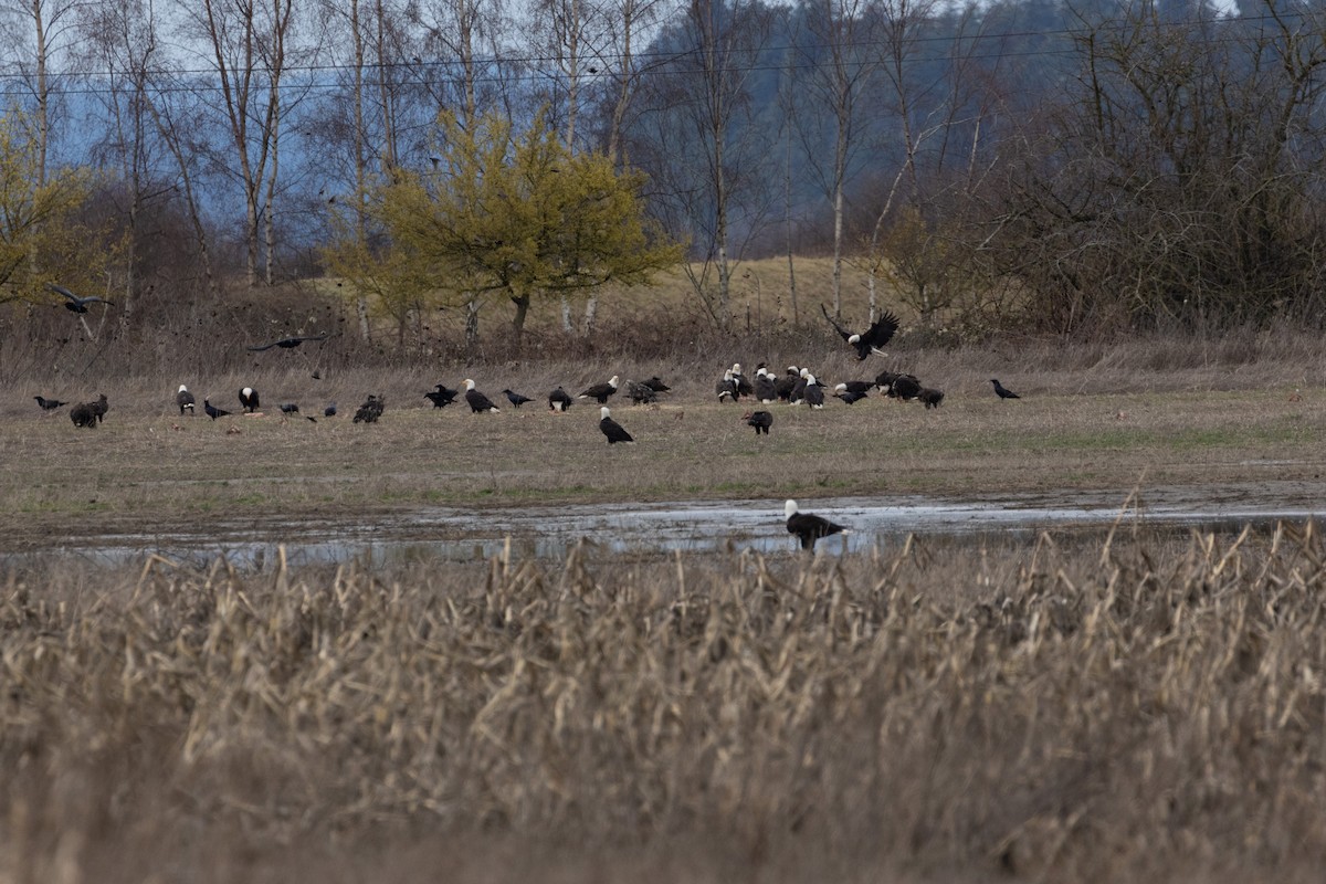 Bald Eagle - ML614796022