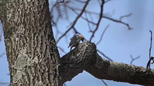 Red-bellied Woodpecker - ML614796075