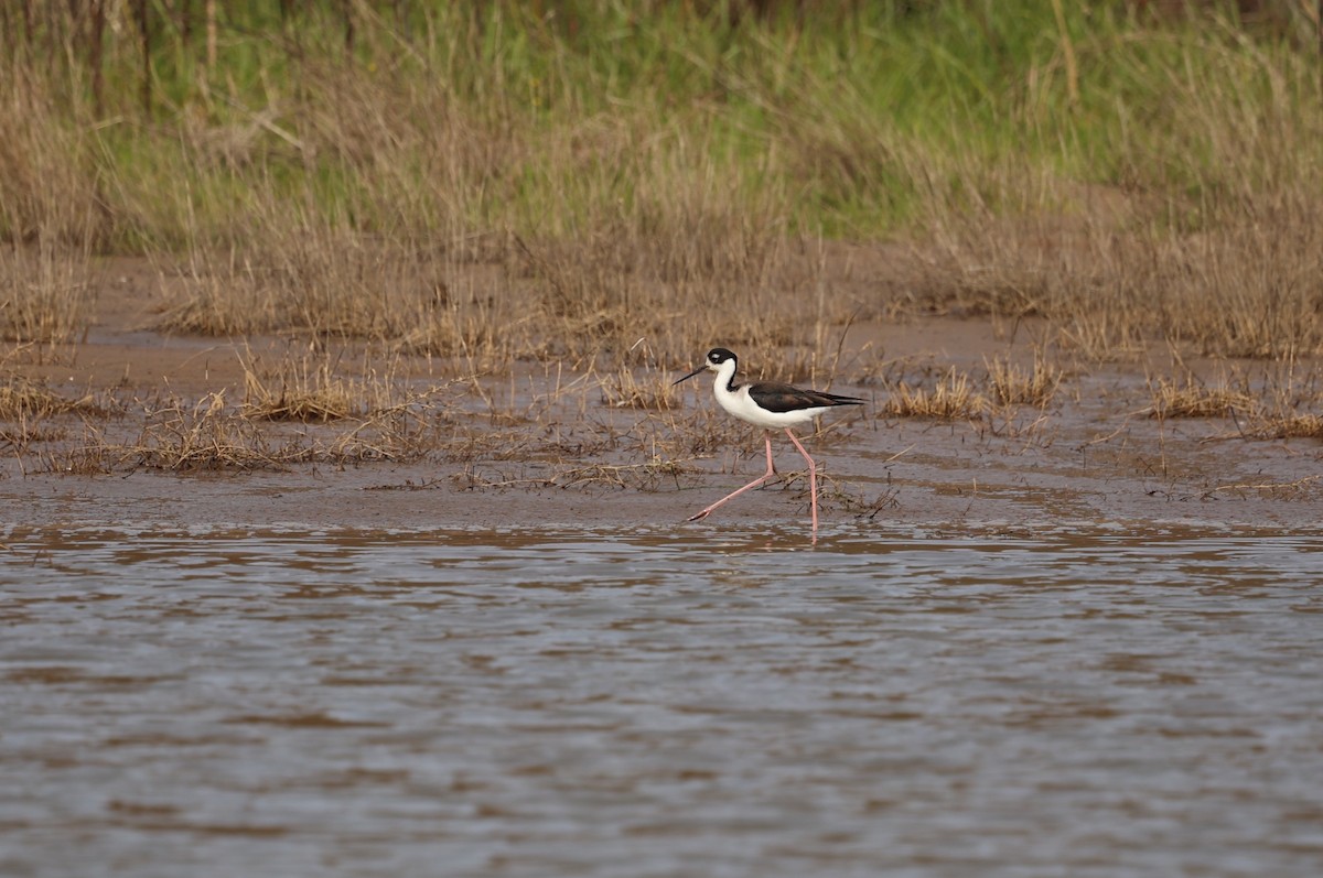 Black-necked Stilt - ML614796187