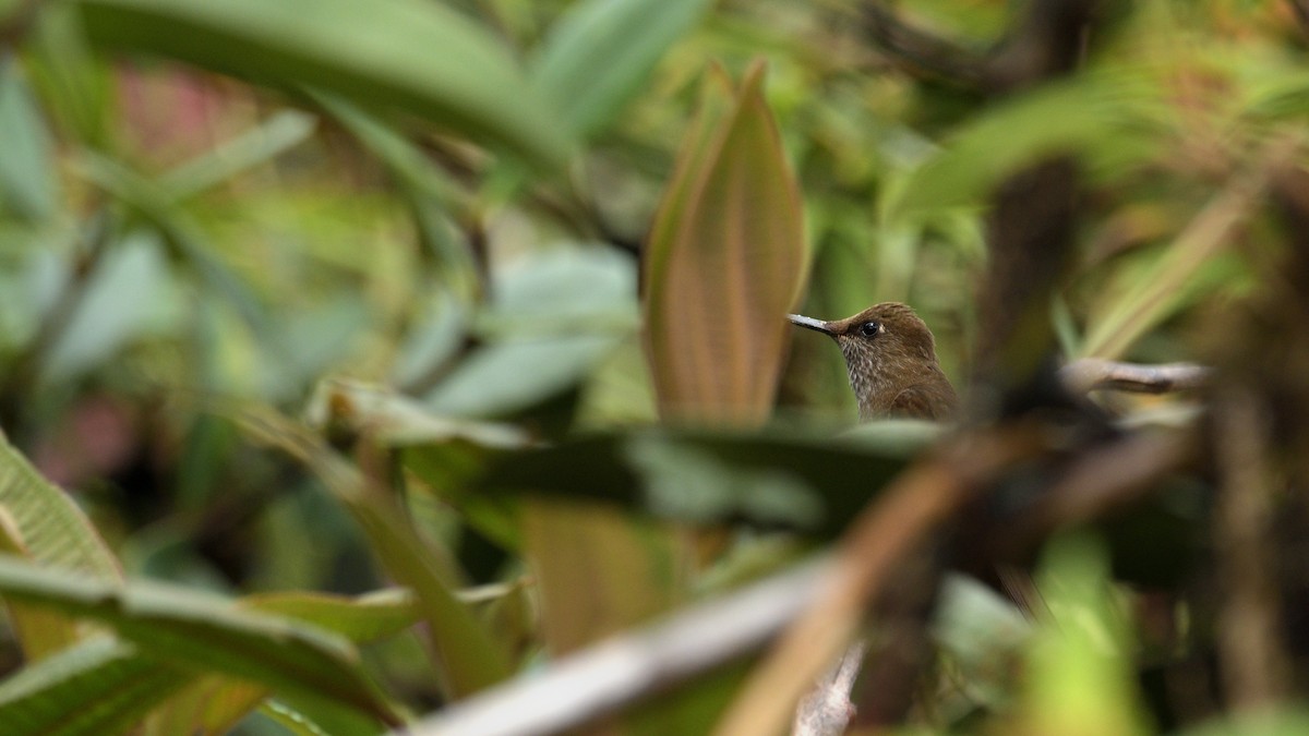 Bronzy Inca - Miguel Aguilar @birdnomad