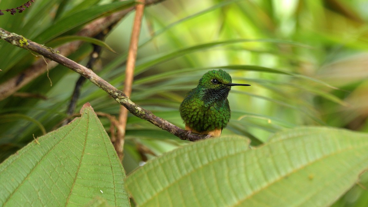 Peruvian Racket-tail - Miguel Aguilar @birdnomad