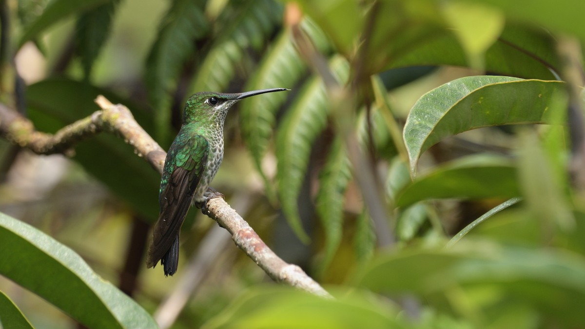 Violet-fronted Brilliant - Miguel Aguilar @birdnomad