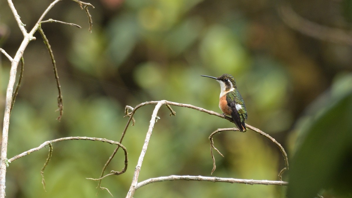 White-bellied Woodstar - Miguel Aguilar @birdnomad