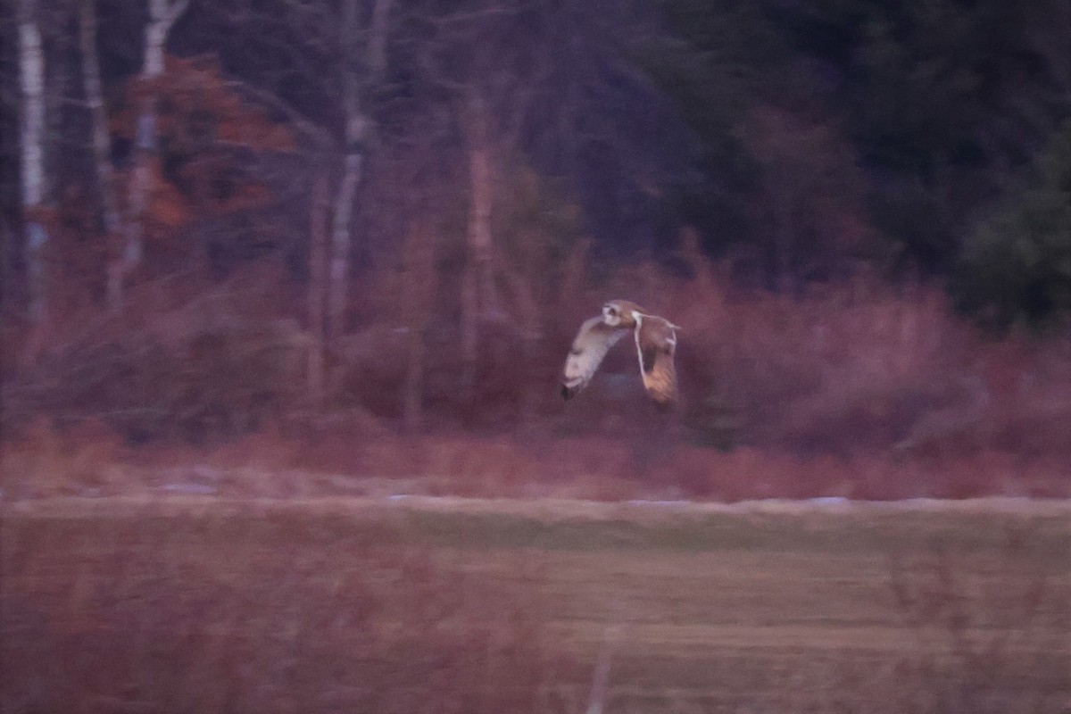 Short-eared Owl - ML614796278