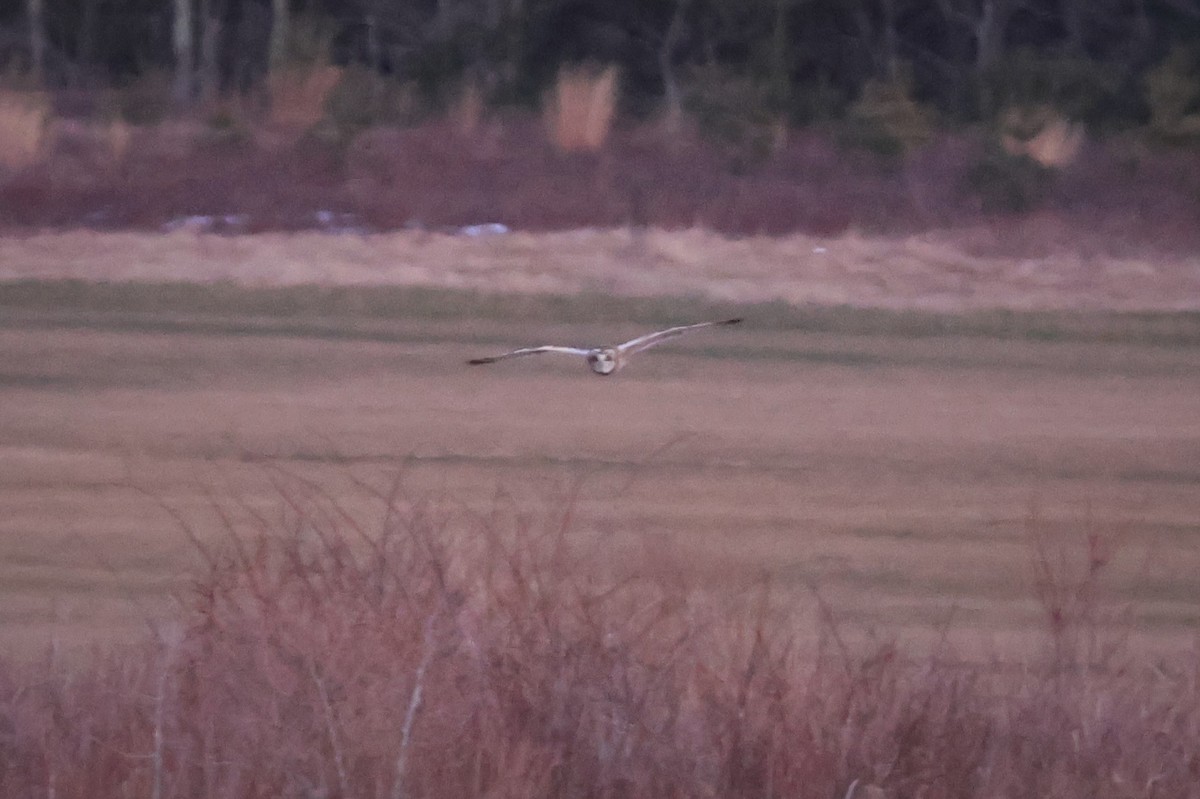 Short-eared Owl - ML614796279