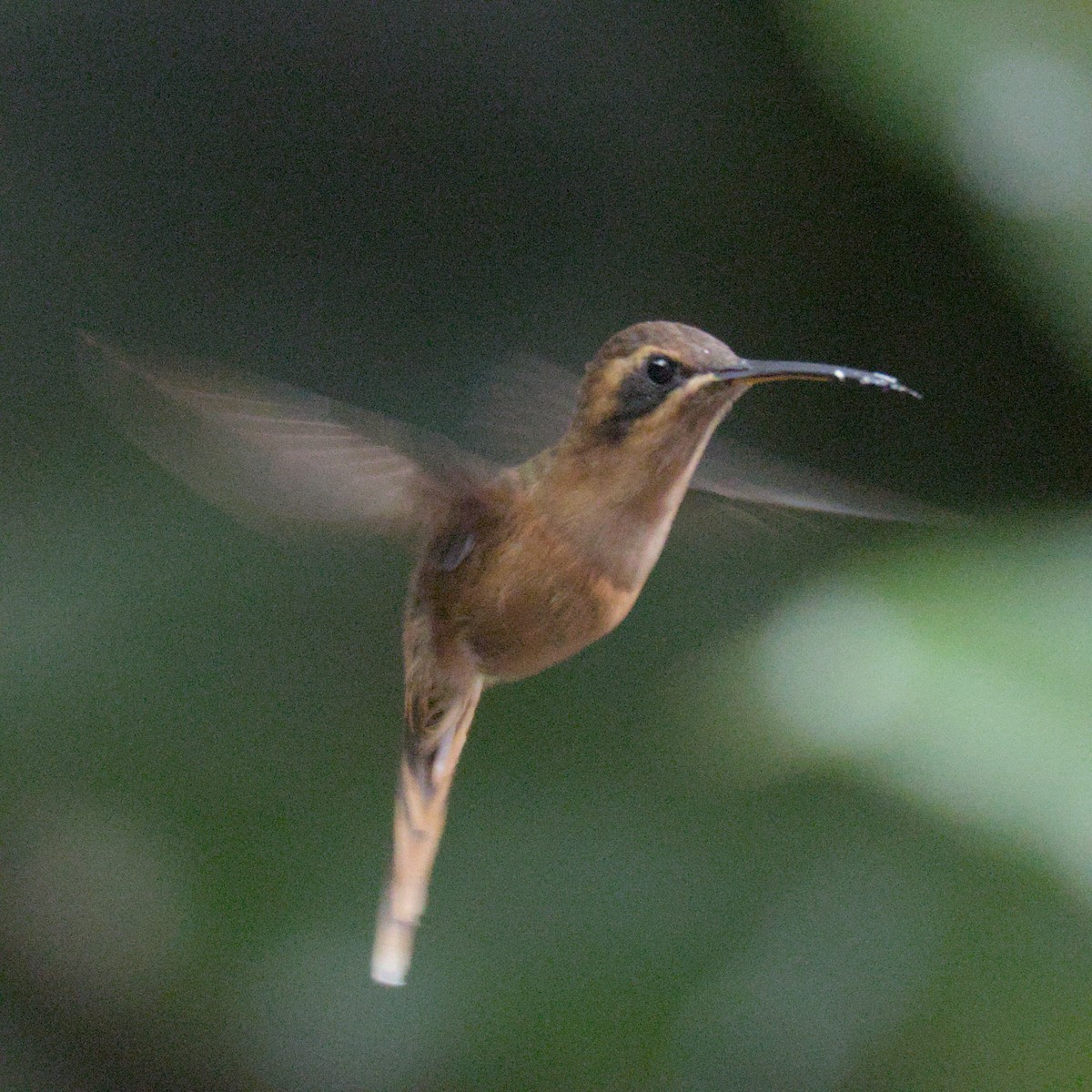 Stripe-throated Hermit - ML614796285