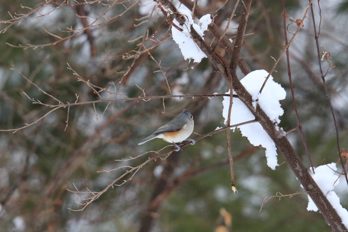 Tufted Titmouse - ML614796305