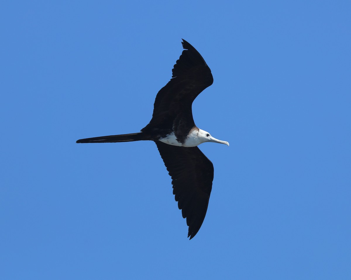 Magnificent Frigatebird - ML614796314