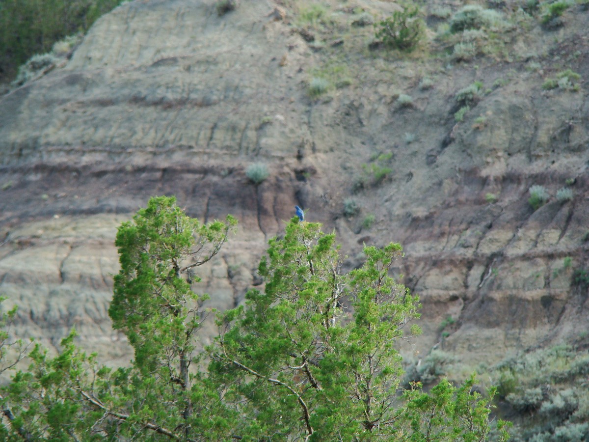 Mountain Bluebird - ML614796323