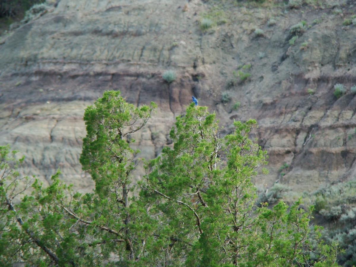 Mountain Bluebird - ML614796324