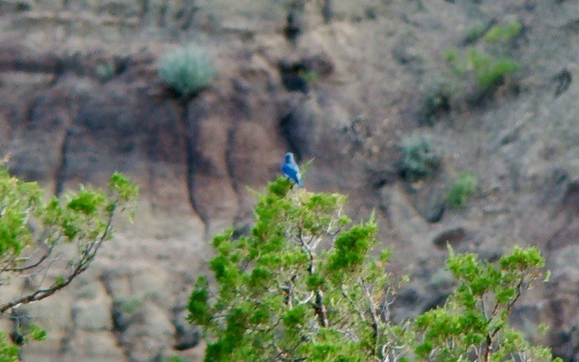 Mountain Bluebird - ML614796325