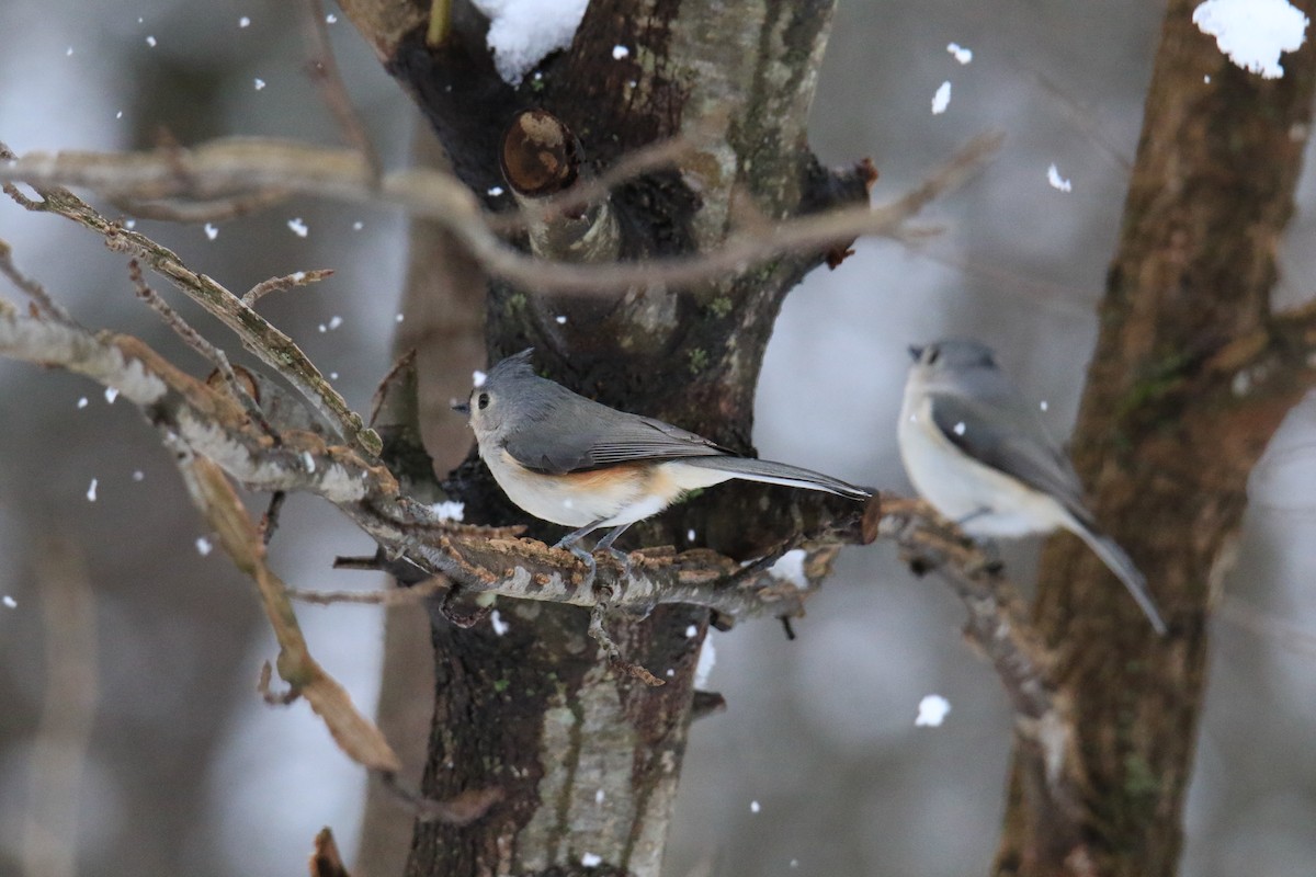 Tufted Titmouse - ML614796380