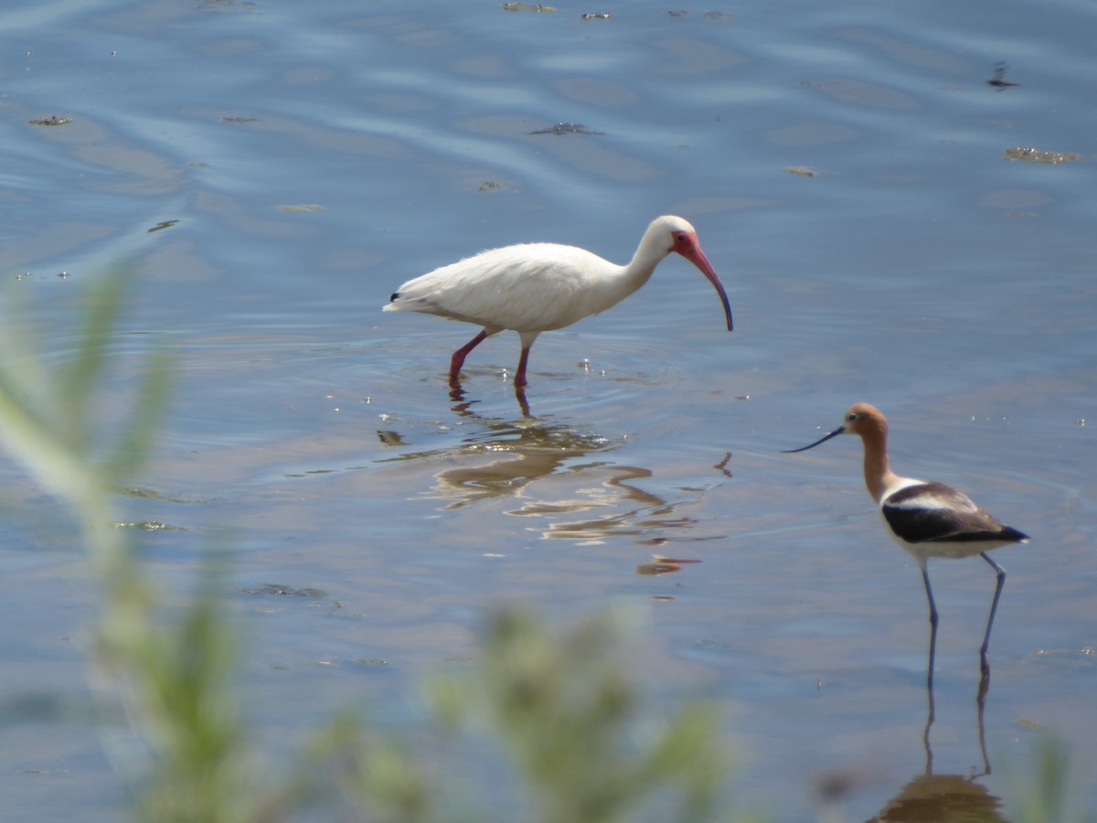 White Ibis - ML61479641